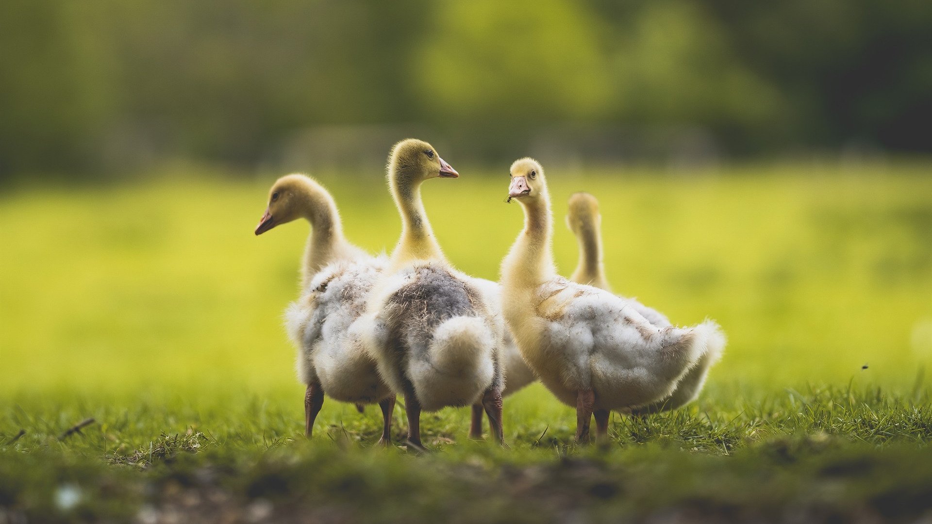 国足年度战术执行人之间配合默契度统计,国足战术风格
